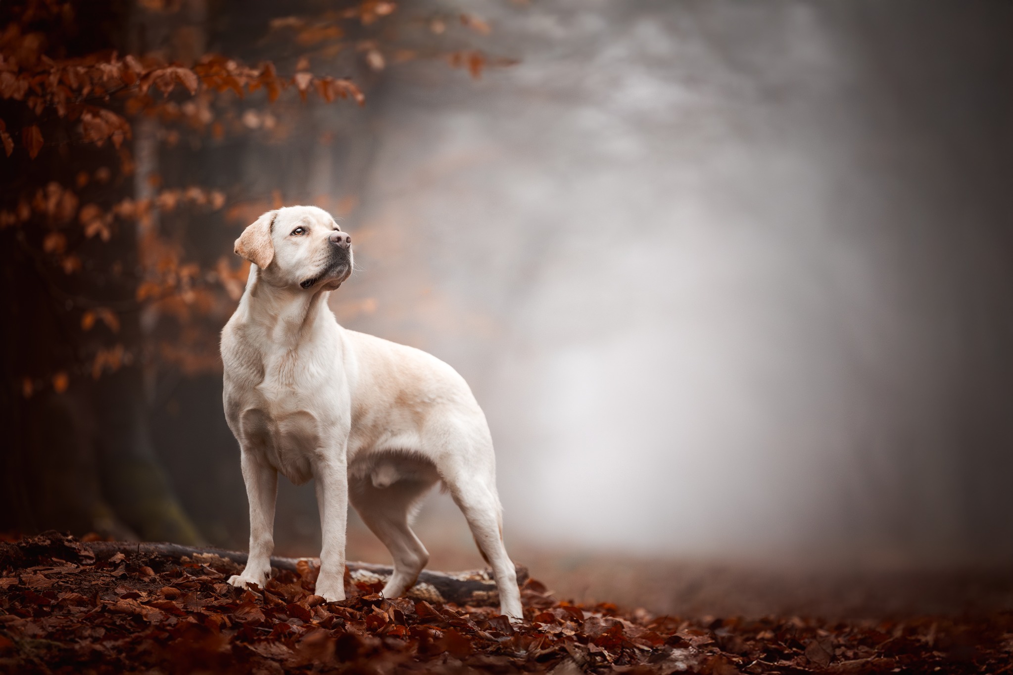 Een lichtgekleurde hond staat in een herfstbos met warmbruine bladeren.