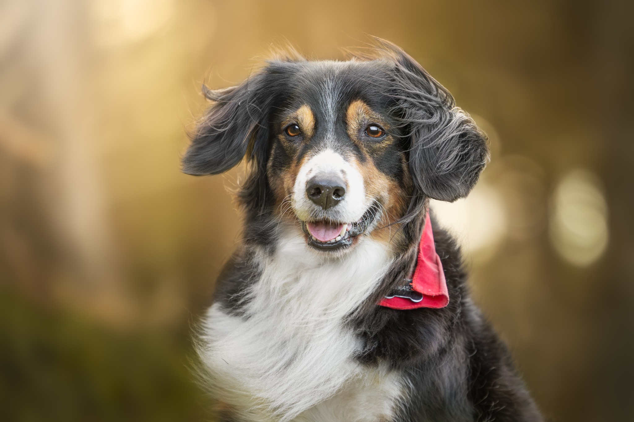Een zwart-witte hond met bruine aftekeningen en een rode halsdoek kijkt naar de camera.