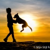 Silhouet, zonsondergang hondenfotografie