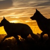 Honden fotograferen met zonsondergang