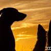Silhouet-hond-fotografie-workshop