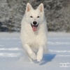 Fotoweekend sneeuw hond