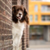 Hond-in-de-stad-Breda-hondenfotografie-workshop