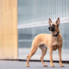 Hond-in-de-stad-Breda-hondenfotografie-workshop, Mechelse herder
