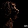 Low Key Hondenfotografie workshop Breda