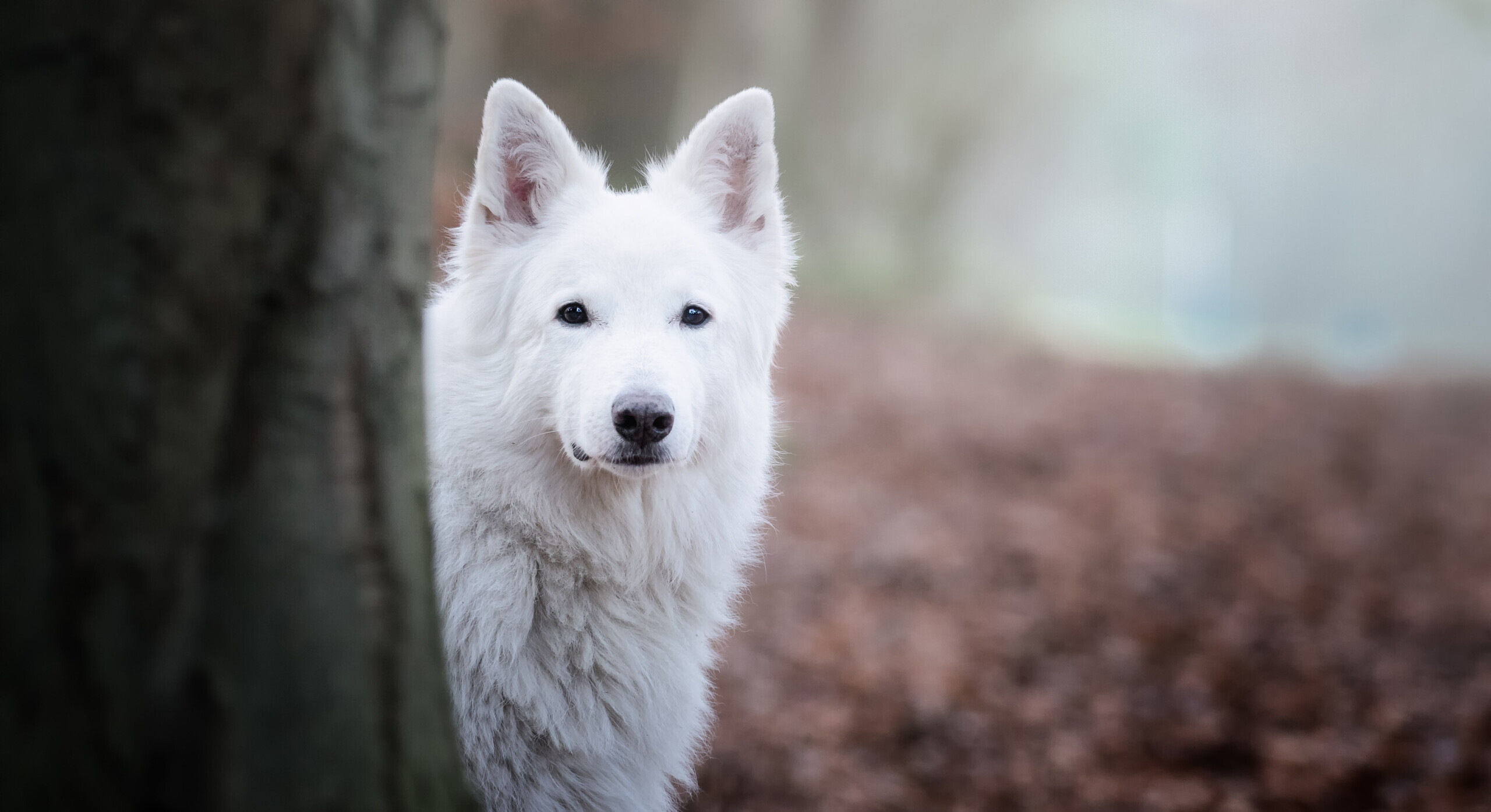 Een witte herder in een rustige, zacht vervaagde bosomgeving