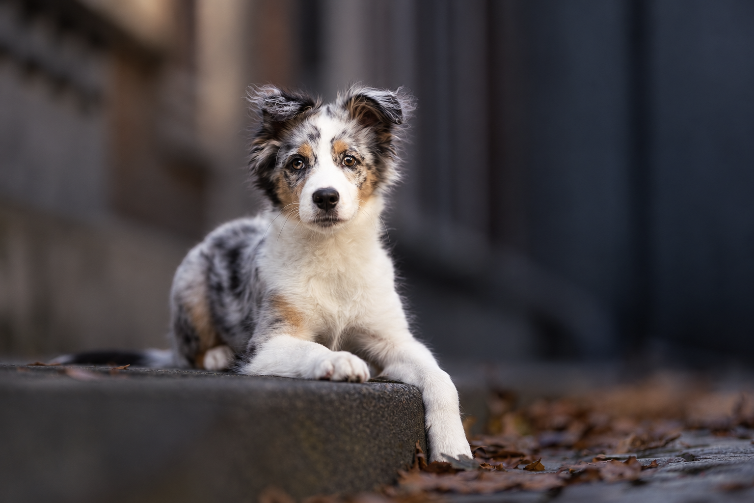 Australian Shepherd-pup ligt bij de stoeprand met één voorpootje naast de stoep