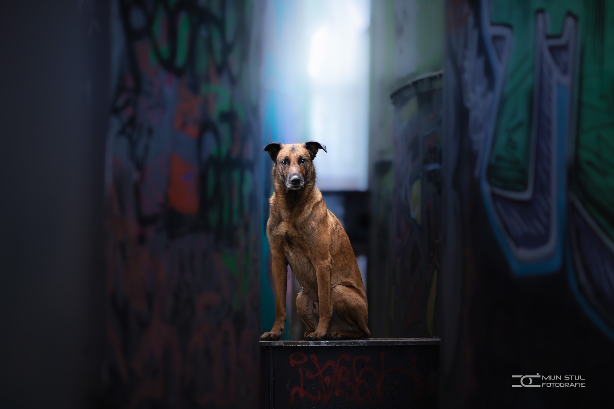 Hond op een bankje in een blauwe straat vol graffiti en industrieel licht