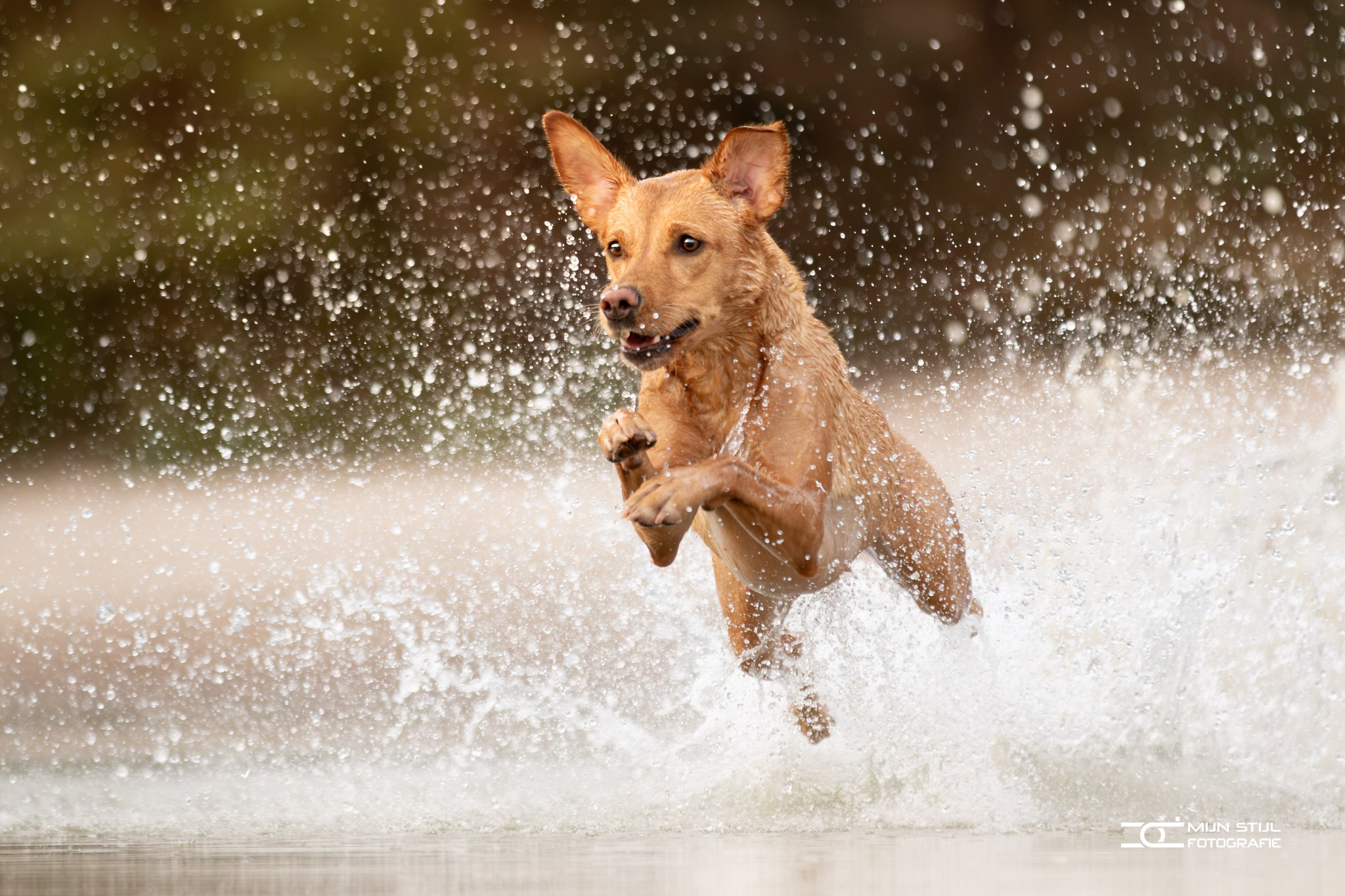 Hond in volle actie tussen opspattend water, gefotografeerd door Cyrille Deuzé