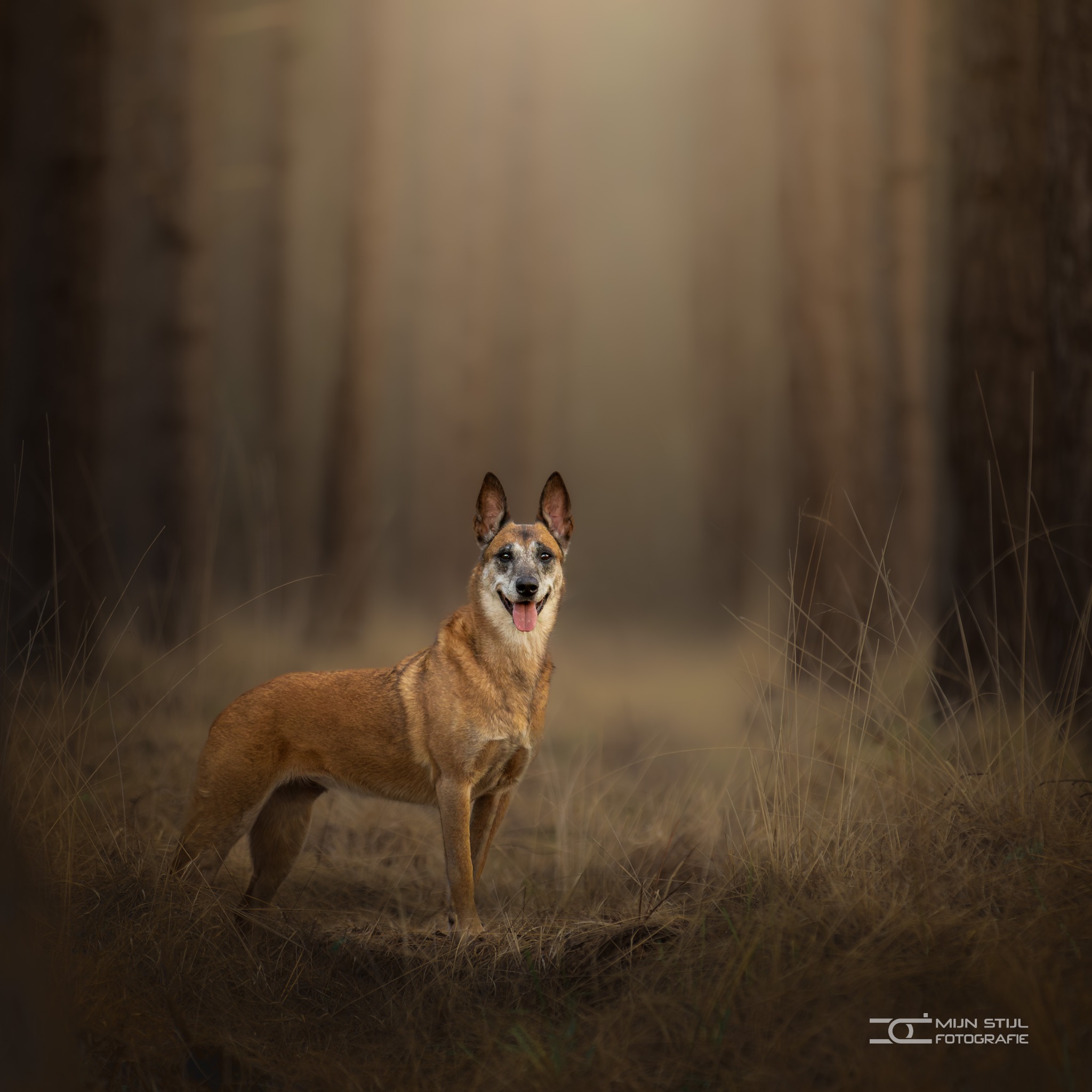 Een Mechelse herder in warm licht, een foto van Mijn Stijl Fotografie