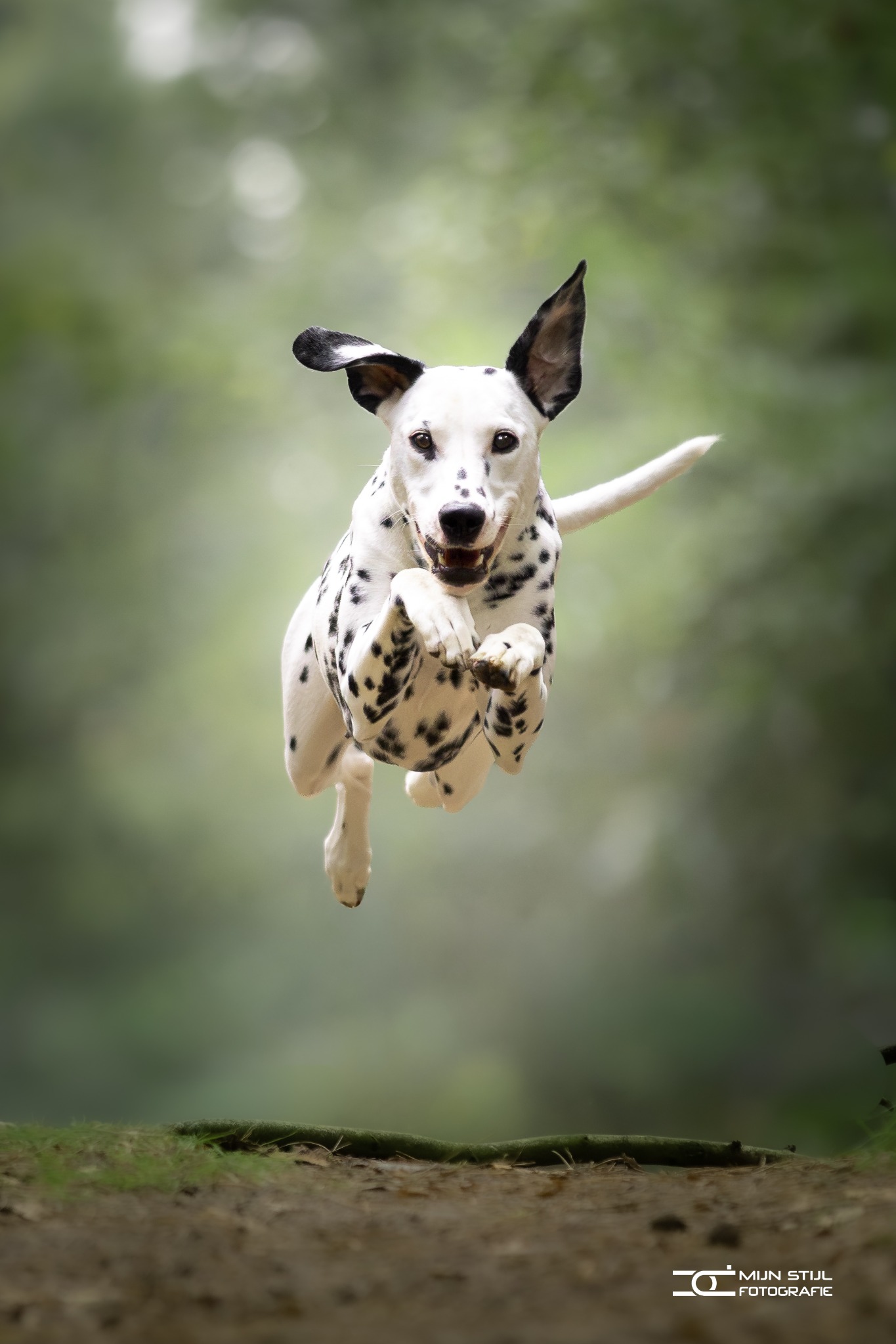 Dalmatiër in volle sprong
