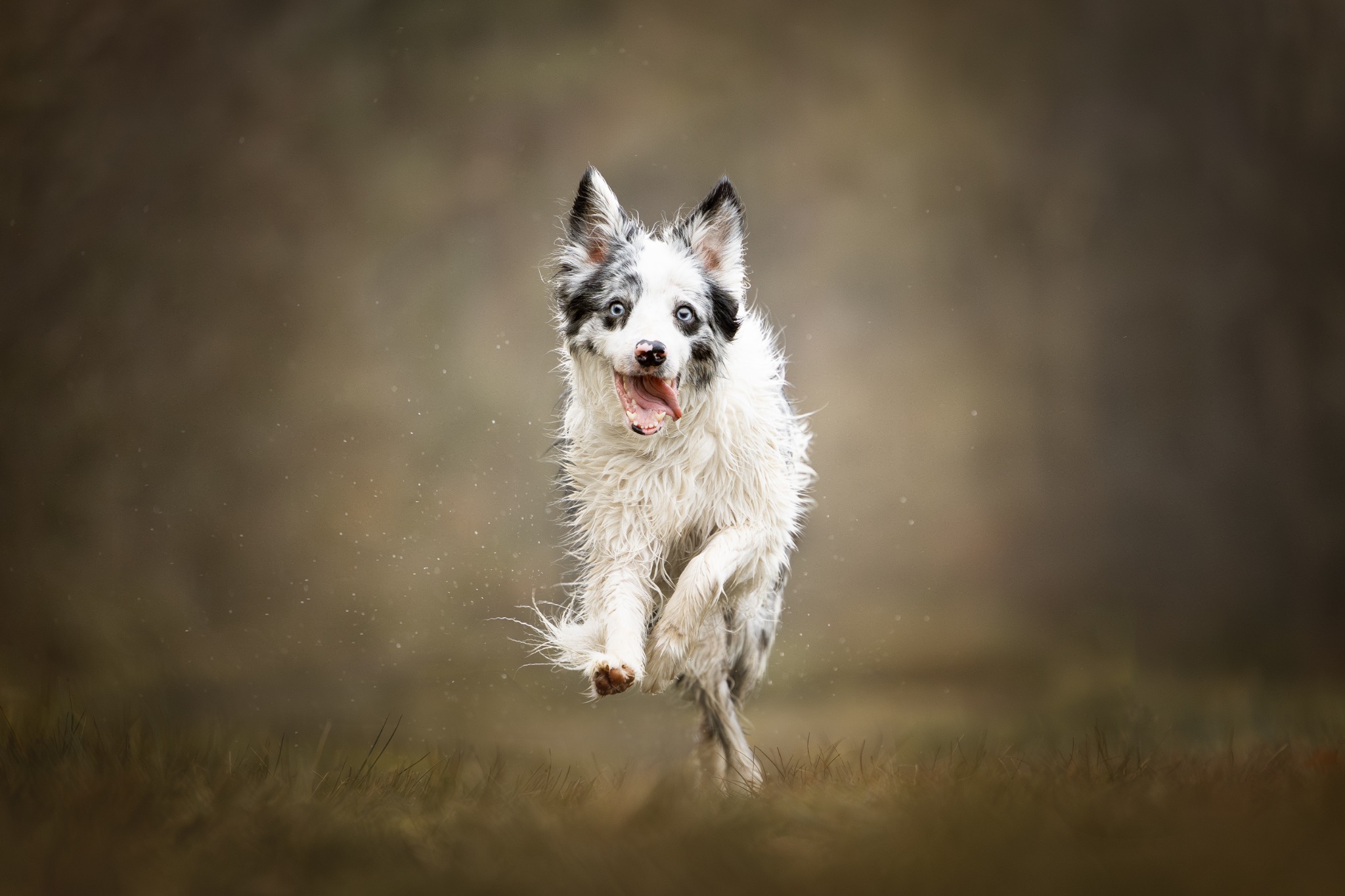 Merle bordercollie rent door het bos