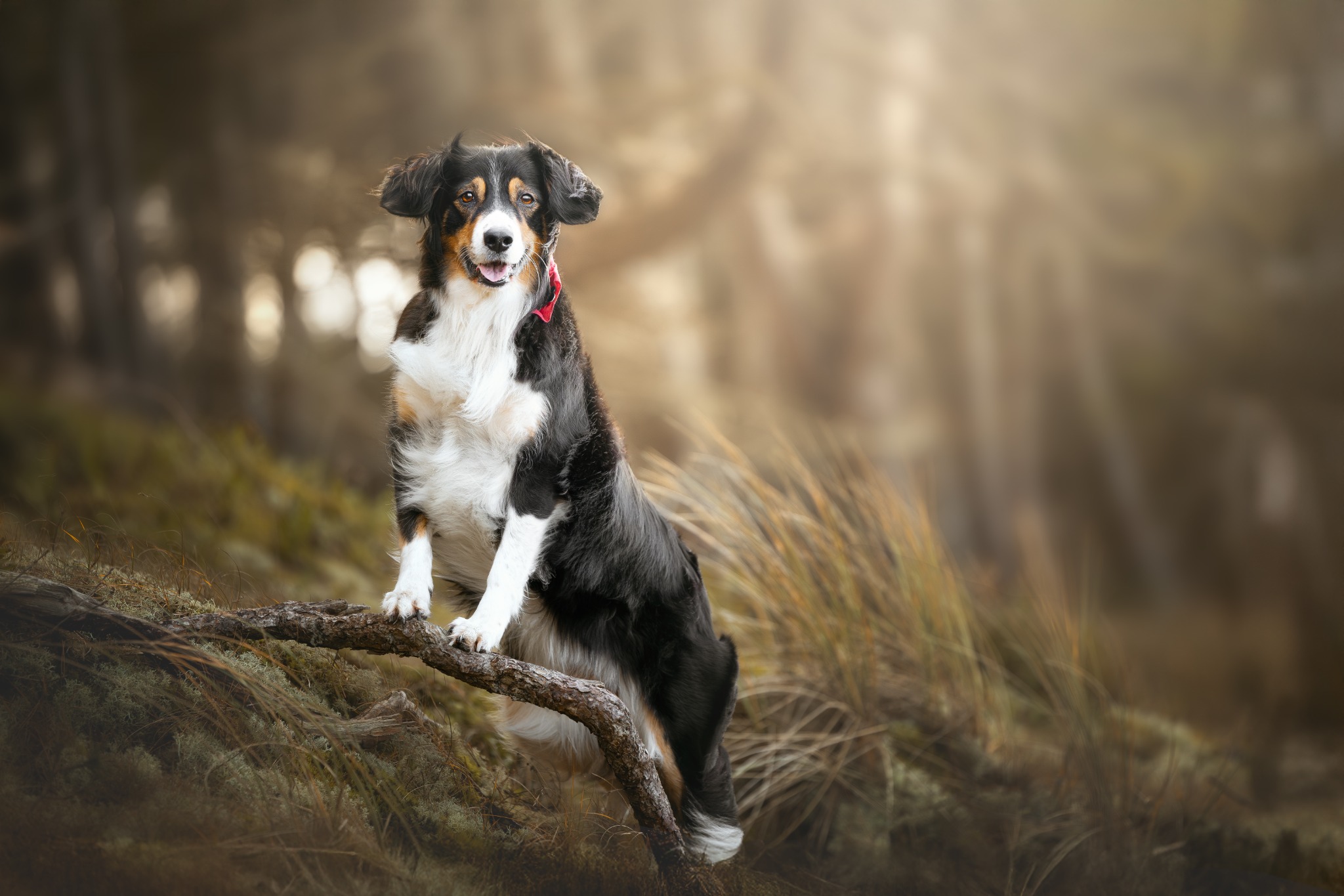 Hond in het bos, gefotografeerd door Cyrille Deuzé