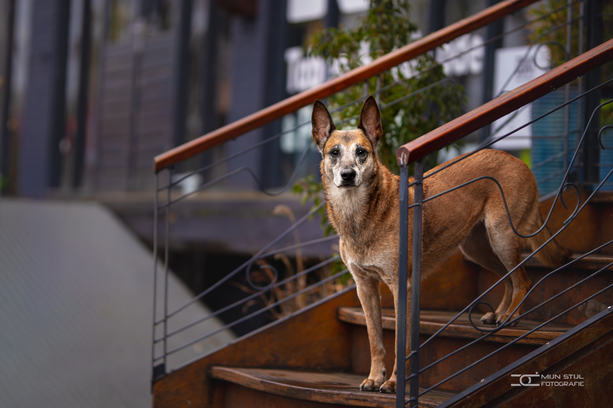 Herder staat op een industriële stalen trap