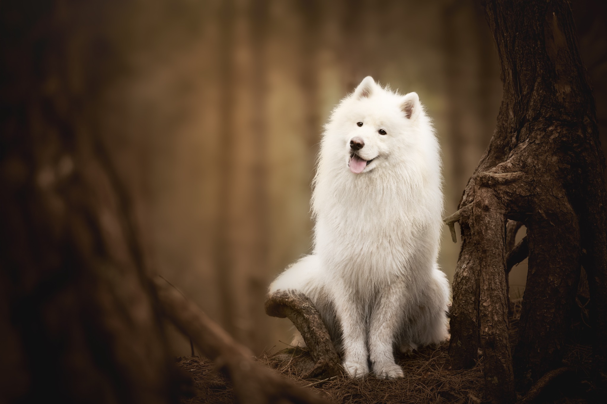 Witte samojeed naast een boom in het bos